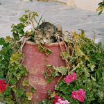 Katze