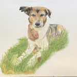 Hund; Pastell auf Pastellpapier