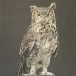 Uhu; Polychromos auf Pastelmal